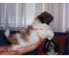 Shih-Tzu kan kölykök eladók!