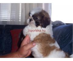 Shih-Tzu kan kölykök eladók!