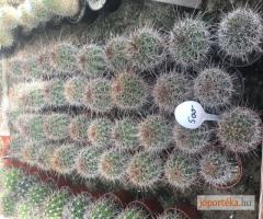 Nagy mennyiségű kaktusz eladó